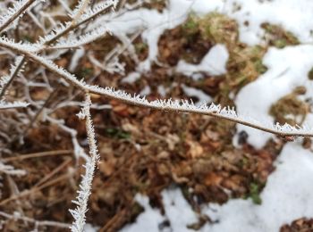 Trail Walking Le Val-d'Ajol - 16-01-22 autour de la cascade de Faymont - Photo