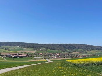 Trail On foot Fisibach - Fisibach- Bachs - Photo