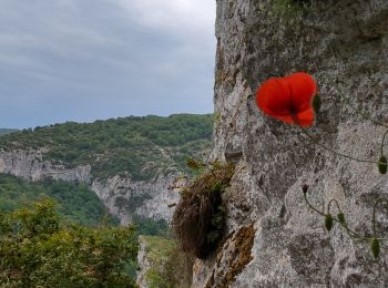 Randonnée Marche Saint-Antonin-Noble-Val - Saint Antonin Noble Val - côte de Ouf et cirque de Baune - Photo