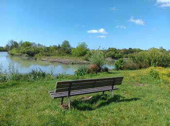 Tocht Stappen La Rochelle - Les marais de Tasdon  - Photo