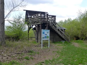 Randonnée A pied Lampertheim - Rundwanderweg 1, Biedensand-Weg - Photo