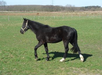 Tocht Te voet Beekdaelen - Rode Route - Photo