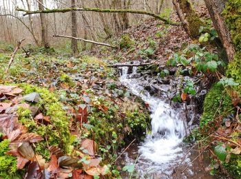 Tour Wandern Viroinval - Balade dans le Viroinval - De Vierves à Olloy - Photo