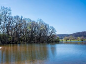 Percorso A piedi Ebelsbach - Ebelsbach/Zeil Weintal-Route - Photo