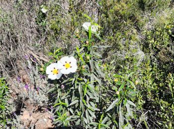 Trail Walking Puget-sur-Argens - lieutenante Beaumeruine - Photo