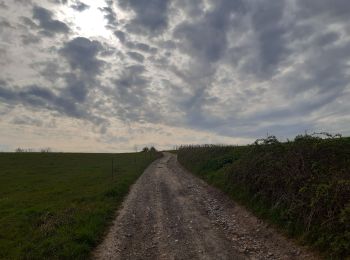 Trail Walking Oupeye - promenade au pays des macrales - Photo