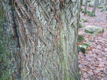 Excursión Senderismo Champcueil - forêt du grand avaux 3 janvier 2023 - Photo