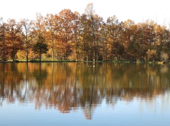 Percorso A piedi Holsbeek - Wingewandeling - Photo