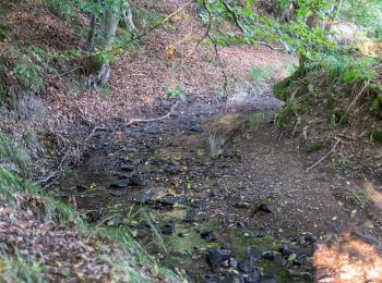 Randonnée A pied Barntrup - Eichhörnchenweg - Photo