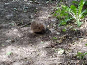 Trail Walking Soignolles-en-Brie - soignoles - Photo