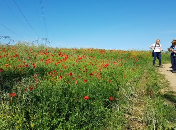 Trail Walking Champagne-sur-Oise - Champagne Tour du Laye - Photo