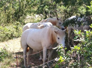 Tour Wandern Campestre-et-Luc - Campestre - Photo