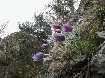 Tocht Te voet Frohnleiten - Wanderweg 12 - Photo