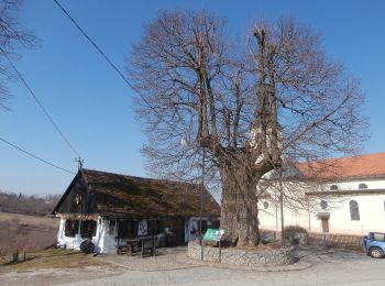 Trail On foot Zagreb - Staza 35 - Photo