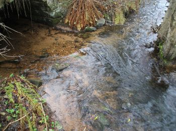 Tocht Te voet Mossautal - Rundwanderweg Mossautal Lindelbrunnen 2: Hagen-Weg - Photo