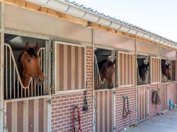 Trail Equestrian Libramont-Chevigny - tracé route de d'Artagnan avec lewisbeley - Photo