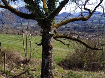 Trail Horseback riding Peillonnex - rando Vouan  - Photo