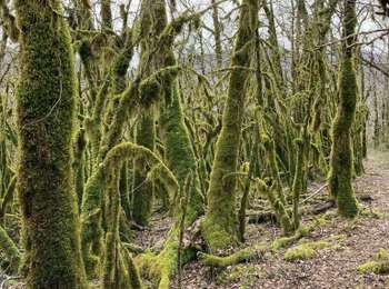 Trail Walking Thoirette-Coisia - Thoirette-Turgon-Thoirette - Photo