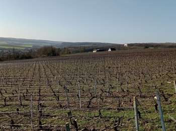 Randonnée Marche Château-Thierry - Les vignes Castelles - version 8 km - Photo