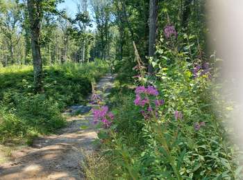Trail Walking Fleurus - forêt des loisirs Fleurus - Photo