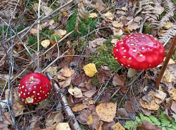 Trail Walking Faucogney-et-la-Mer - 22-10-23 boucle la Mer-Arfin - Photo