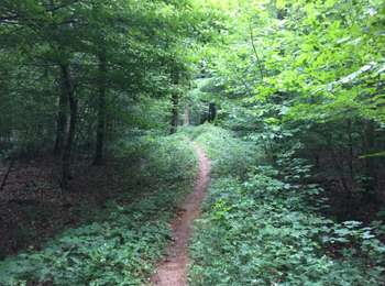 Excursión Senderismo Tintigny - La Rando du Bian: Autour de Lahage  - Photo