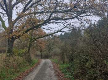 Tour Wandern Somme-Leuze - Baillonville-Waillet-Les Vennes - Photo