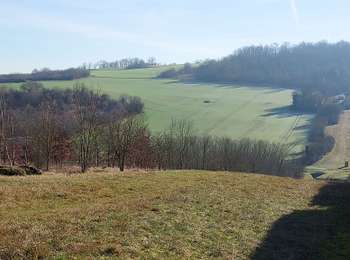 Trail Walking Villemanoche - Villemanoche 240127 - Photo