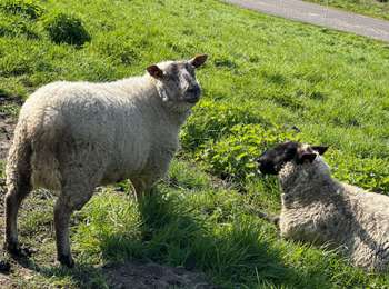 Percorso Marcia Dendermonde - Dendermonde 13,9 km - Photo
