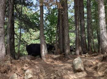 Trail Walking San-Gavino-di-Fiumorbo - Mar A Mar étape deux - Photo