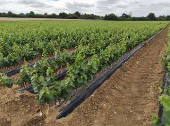 Trail Electric bike Jussy - Jussy 16072025 - Photo