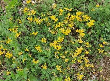 Trail Walking Doucier - randonnée des belvédère  - Photo