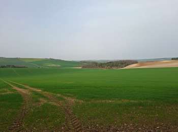 Trail Walking Nailly - Nailly le fay Villenavotte courtois Nailly  - Photo