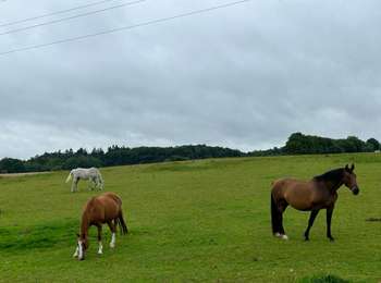 Tocht Stappen Court-Saint-Étienne - Avenue des Rossignols - Photo