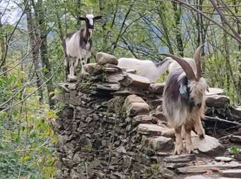 Tour Wandern Sorgeat - espit es tu lā - Photo