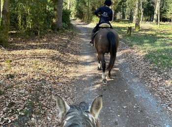 Randonnée Randonnée équestre Léglise - Assenois 7,7 km - Photo
