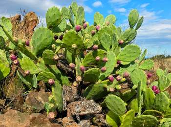 Tocht Stappen Banyuls-sur-Mer - Séjour Collioure Cadaques et 2 Banyuls Cerbère - Photo