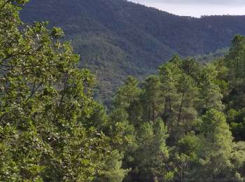 Randonnée Marche La Garde-Freinet - Boucle la Mourre/ Cabrettes - Photo