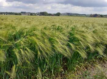 Trail Walking Soignies - Autour du Grand Pont - Photo