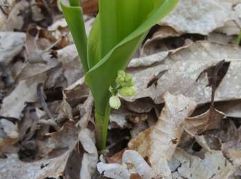 Trail Walking Champigny - 02 avril 21 - Photo