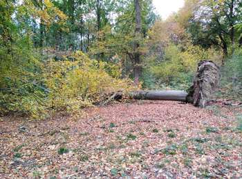 Trail Walking Neupré - prolongation de la promenade des géants  - Photo