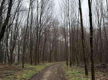 Excursión Marcha nórdica Habscht - Grillplaz - Photo