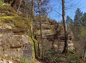 Trail Walking Fougerolles-Saint-Valbert - 06-04-25 marche cerisiers - Photo