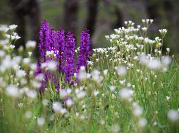 Tocht Stappen Pont de Montvert - Sud Mont Lozère - felgerolles, rives du Tarn, l'hôpital, pont du tarn - Photo