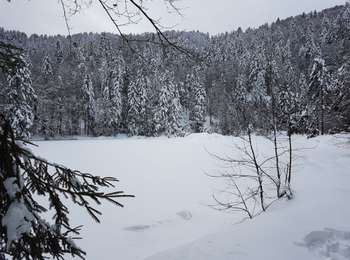 Trail Walking Lepuix - Rando raquettes Ballon d'Alsace depuis Saut de la Truite  - Photo