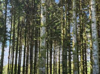 Trail Walking La Montagne - la montagne 70000  - Photo