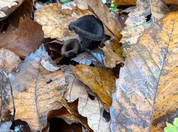 Trail Walking Passy - Châtaigne + trompette  - Photo