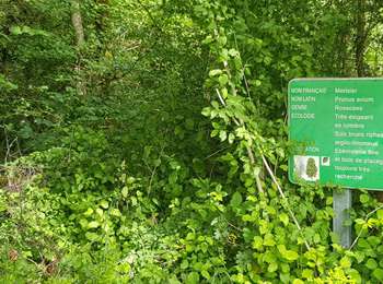 Excursión Bici de montaña Saint-Clément - sortie vtt du 07062020 Embermenil - Photo