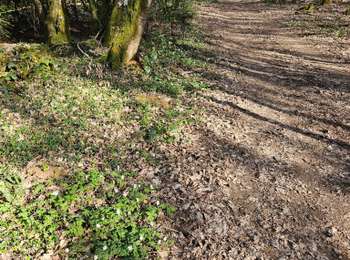 Trail Walking Cerisiers - cerisier  - Photo