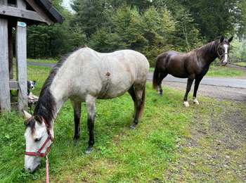 Excursión Paseo ecuestre Habay - Habay forêt d’Anlier - Photo